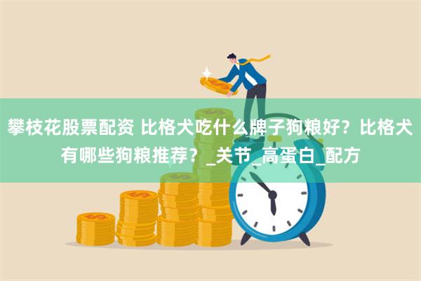 攀枝花股票配资 比格犬吃什么牌子狗粮好？比格犬有哪些狗粮推荐？_关节_高蛋白_配方