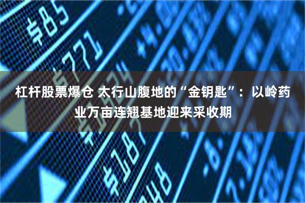 杠杆股票爆仓 太行山腹地的“金钥匙”：以岭药业万亩连翘基地迎来采收期